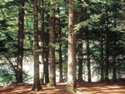 “品质”破解困局,木地板匠在电商时代的“新质生产力”