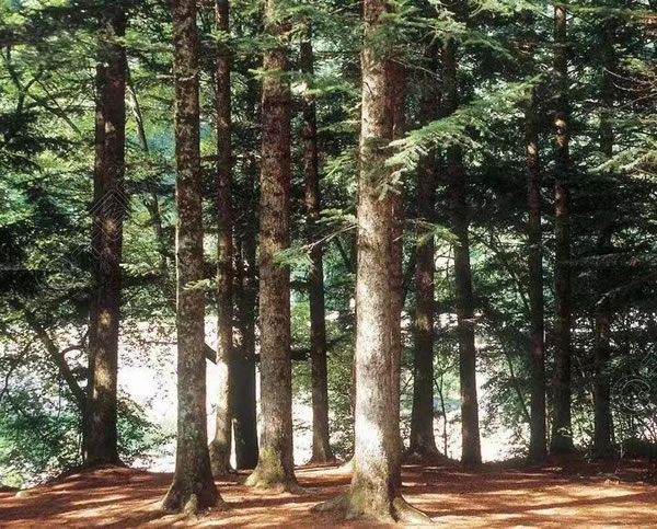 中国整木网 中国整木网