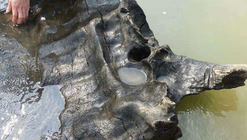 中国整木网 中国整木网