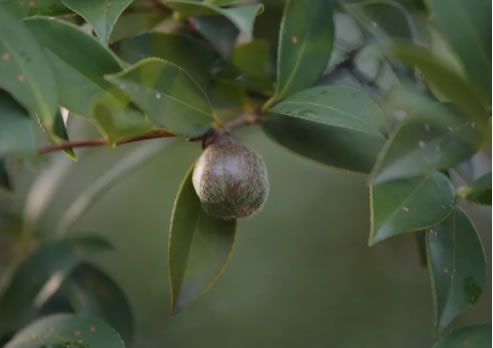 中国整木网 中国整木网
