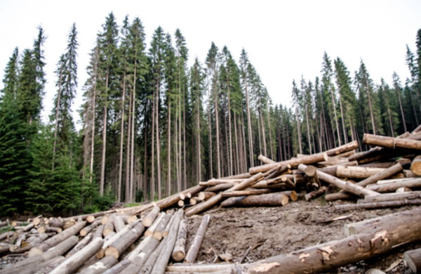 中国整木网 中国整木网