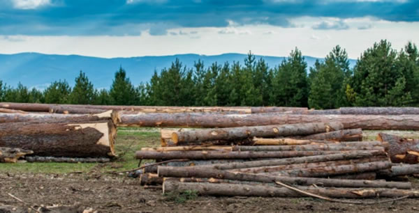 中国整木网 中国整木网