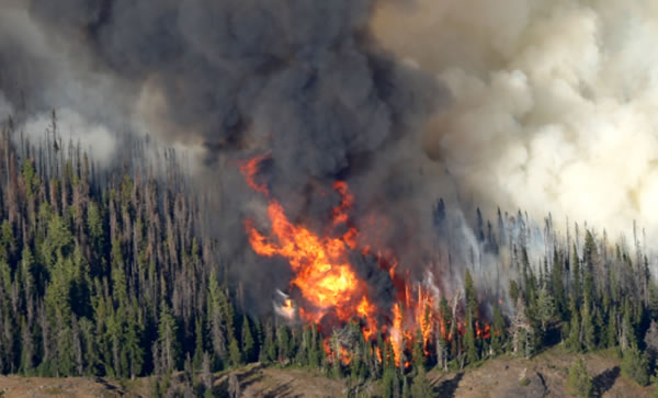 中国整木网 中国整木网