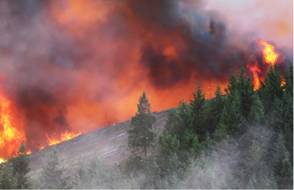 中国整木网 中国整木网